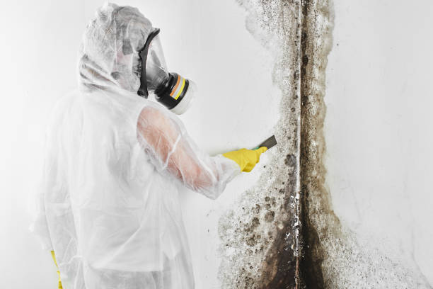 Best Basement Mold Remediation in West Jordan, UT