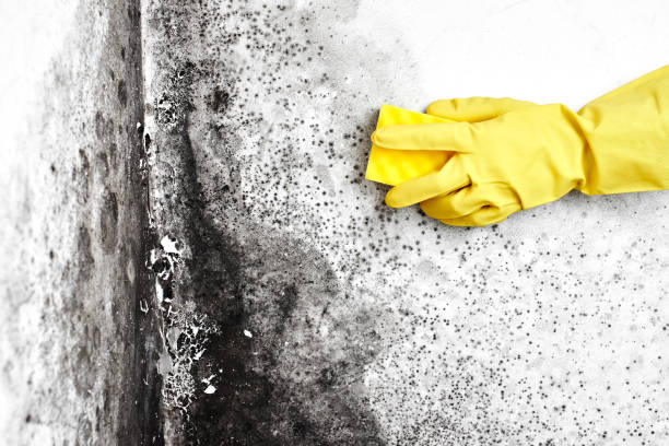 Best Bathroom Mold Remediation in West Jordan, UT