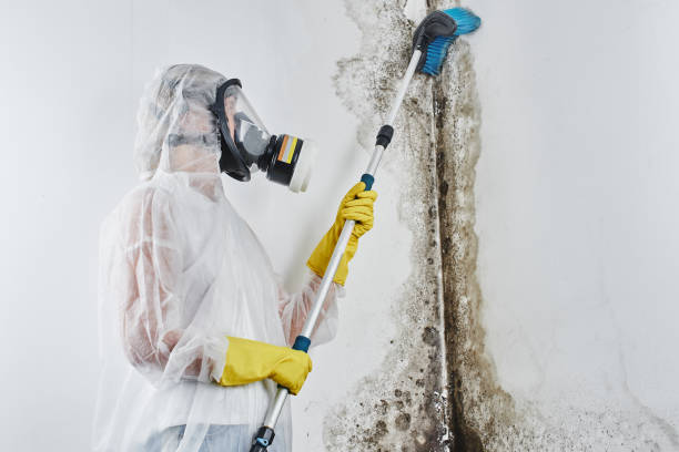 Best Basement Mold Remediation in West Jordan, UT