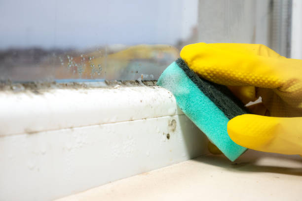 Best Black Mold Remediation in West Jordan, UT