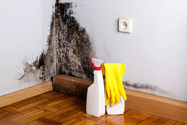 Best Localized Mold Remediation (e.g., coastal areas, humid climates) in West Jordan, UT